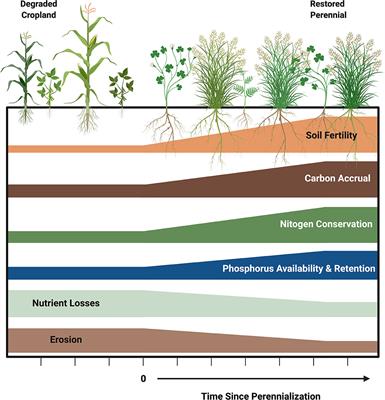 Frontiers | Restoring Soil Fertility On Degraded Lands To Meet Food ...